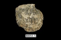 藏品(黑蝶珍珠蛤)的圖片